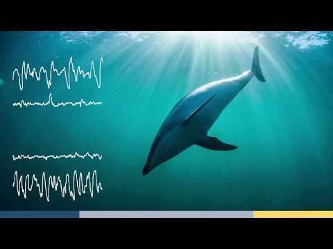 When Sleep and Wakefulness Collide in the Mind