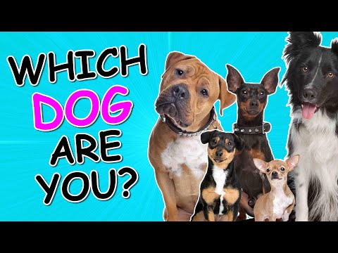 Dog Breed Personality Test for Mental Health Insights