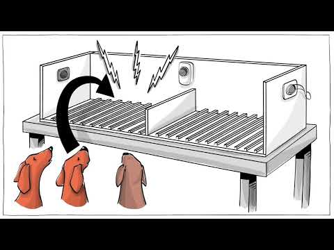 Seligman's Dog Experiment and Its Lessons for Mental Health