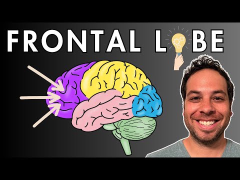 Executive Function and the Role of the Frontal Lobe in Mental Health