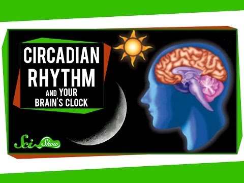 Circadian Disruption and Its Effects on Mental Health