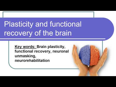 Cerebral Plasticity and Its Role in Mental Health Recovery