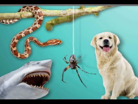 Unraveling the Spectrum of Phobias in Mental Health