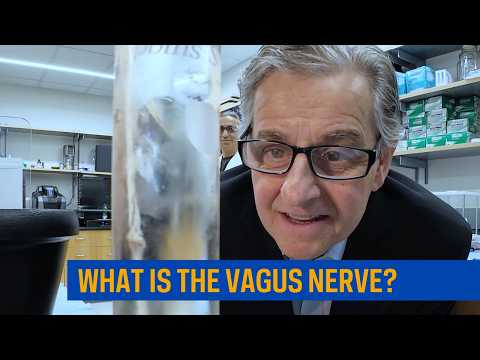 Vagus Nerve and Its Role in Mental Clarity and Focus