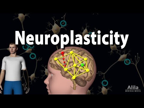 Neuronal Plasticity and Its Role in Mental Health Recovery