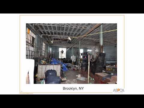 Animal Hoarding and Mental Illness: A Psychological Perspective