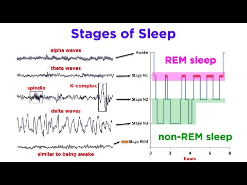 Awake in Dreams: The Psychology of Sleep States