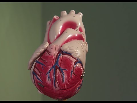 Stress and Its Role in Cardiovascular Health Risks