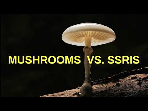 The Most Effective SSRIs for Mental Health Improvement
