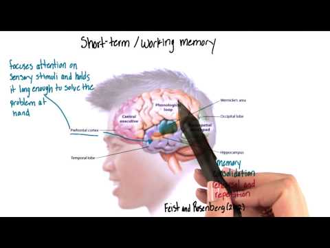 Assessing Short Term Memory in Psychology and Mental Health